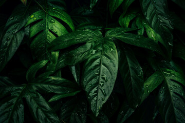 Enigmatic Beauty: Green Dark Wallpaper of Tropical Forest Leaves
