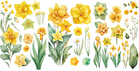 Set of daffodil flower yellow color color Watercolor, spring collection of hand drawn flowers , Botanical plant illustration , elegant watercolor ,transparent background, PNG. - obrazy, fototapety, plakaty