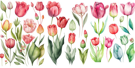 Set of Tulip flower soft pink and red color Watercolor, spring collection of hand drawn flowers , Botanical plant illustration , elegant watercolor ,transparent background, PNG.