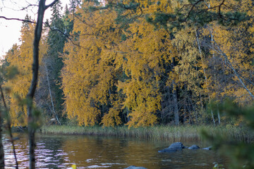 Fototapeta premium Autumn lake view with a yellowing treeline.