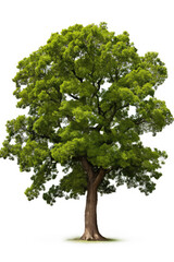 Fototapeta na wymiar Giant oak isolated on a white background