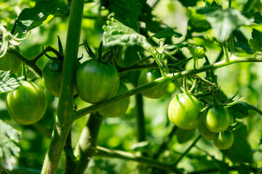 Young Green Tomatoes on the Branch