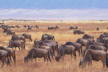 herd of wildebeest