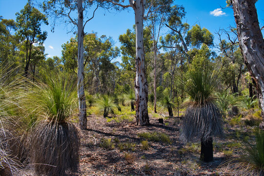 Grass trees (Xanthorrhoea) with black trunks in native forest with jarrah, marri and powderbark trees in Avon Valley National park, close to Perth, Western Australia.
