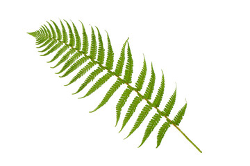 Fern leaf, isolated on white background.