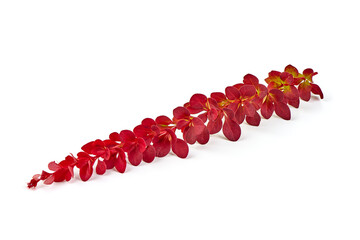 Spring blooming barberry branch with red leaves.
