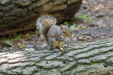 Grey squirrel sitting on a fallen tree, eating a nut