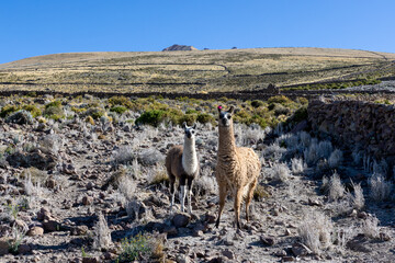 Llamas below Tunupa Volcano close to the Village Coqueza at the edge of the biggest salt flats of...