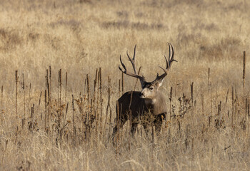 Mule Deer Buck in Colorado in Autumn