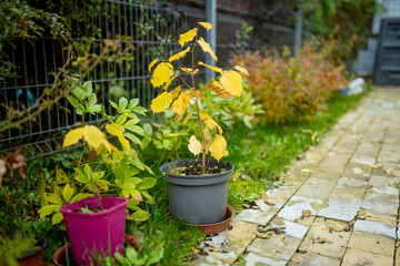 Plastic pots with young trees and flowers on a backyard. Planting new plants at the end of the gardening season.