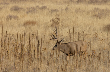 Mule Deer Buck in Colorado in Autumn
