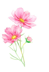 ピンク色コスモスの花束水彩イラスト