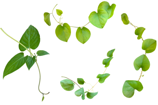 優しい雰囲気の葉っぱの切抜き（背景透過）