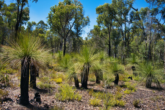 Grass trees (Xanthorrhoea) with black trunks in native forest with jarrah, marri and powderbark trees in Avon Valley National park, close to Perth, Western Australia.
