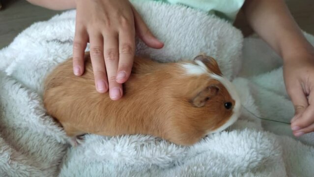 Baby holds and strokes guinea pig. A red-haired guinea pig in the arms of a child