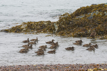 Common eider (Somateria mollissima)