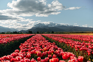 Tulip fields in the patagonia with beautiful blue sky and some clouds with colorfull flores and tulips blossoming, sun rays and horizon landscape