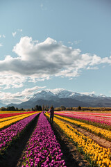 A person walk trough flower fileds in the Patagonia with mountains behind with a beautiful cloudy sky