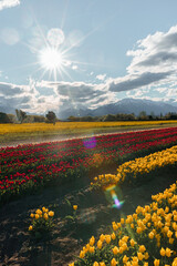 Tulip fields in the patagonia with beautiful blue sky and some clouds with colorfull flores and tulips blossoming, sun rays and horizon landscape