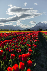 Tulip fields in the patagonia with beautiful blue sky and some clouds with colorfull flores and tulips blossoming, sun rays and horizon landscape