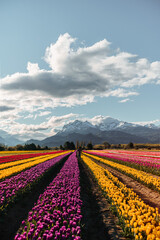 A person walk trough flower fileds in the Patagonia with mountains behind with a beautiful cloudy sky