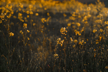 beautiful small yellow flowers at sunrise with the sun shining in the sky, bokeh and lens flare with warm colors and green grass