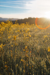 beautiful small yellow flowers at sunrise with the sun shining in the sky, bokeh and lens flare with warm colors and green grass