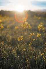 beautiful small yellow flowers at sunrise with the sun shining in the sky, bokeh and lens flare with warm colors and green grass