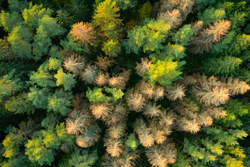 Aerial top down view of autumn forest with green and yellow trees. Mixed deciduous and coniferous forest. Beautiful fall scenery near Vilnius, Lithuania