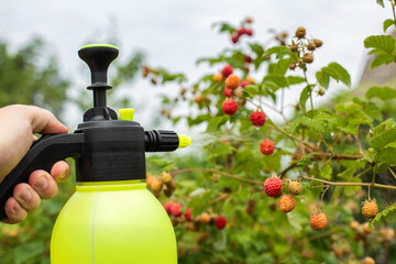 Spraying raspberries in the country with ammonia and blue vitriol to kill pests and parasites....