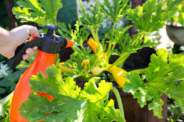 Spraying zucchini with a spray bottle with a fertilizer solution of iodine and boric acid....