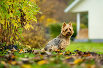Pedigreed australian terrier dog having fun in late autumn garden. - obrazy, fototapety, plakaty