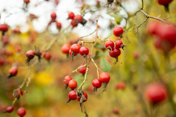 A branch of red wild rose hips on late autumn day
