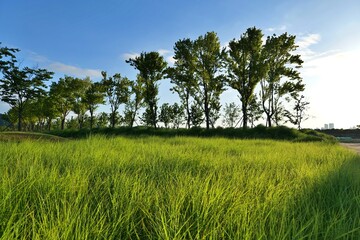 들판, sky, 경관, 목초, 네이처, 목초지, 여름, green, 나무, blue, 경작, 농촌, 시골, 봄, 구름, 국가, 농장, 구름, 밀, 수평선, beautiful, 계절, 식물, 나무, 나무