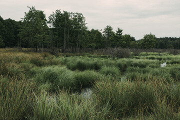 Beautiful scenery in overcast weather, a view of a marsh with dense vegetation and a forest