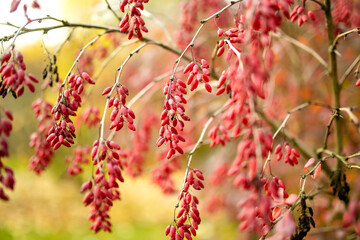 Bright red barberries on a branch on fall day. Berberis darwinii plant. Beautiful autumn vegetation.