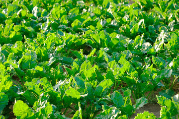summer landscape, young sugar beet, beetroot plants in sun, green fields ripening Beta vulgaris agro culture, agricultural concept, growing crop, environmentally friendly plants, vegetable production