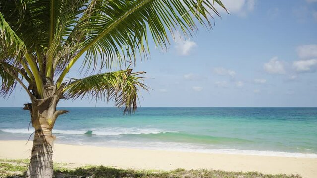 Tropical beach coconut tree summer vacation text area. Empty beach paradise sea wide landscape island. 
