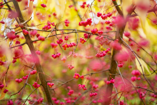 Bright red fruits of euonymus alatus. Winged spindle, winged euonymus or burning bush. Beautiful autumn vegetation