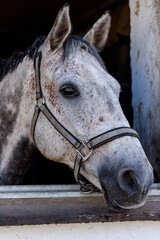 Close up of white horse muzzle