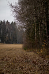 Forest border of a field in an overcast fall.