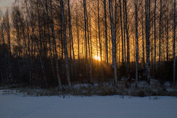Sunset behind a border of birch trees in a sunset scenery.