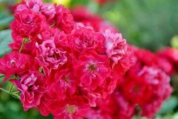 Delightful bright red small roses varieties 