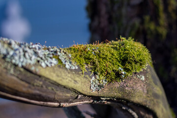 A close up of a very old tree branch in a summer sunlight.