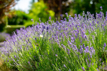 Obraz premium Spring lavender flowers under sunlight. Lilac flowers close up. Beautiful landscape of nature with a panoramic view. Hi spring. long banner