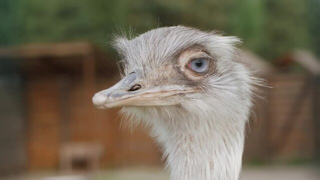 Portrait of a cute ostrich in the farm