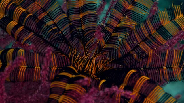 A bang buter sawtooth feather star (Oligometra serripinna) sits on a soft coral, Raja Amat, Indonesia, Asia