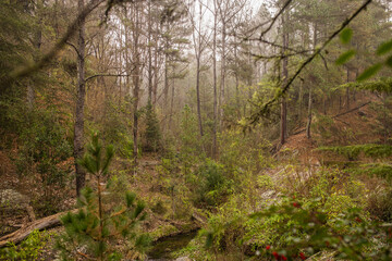 vegetacion y neblina