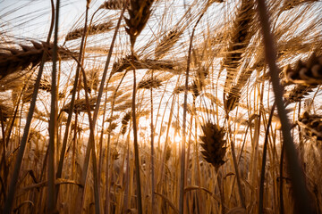 Ripe barley spikelets on ukrainian field glowing by the orange sunset light. Agriculture...
