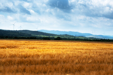 Obraz premium Ripe barley field infront blue sky with fluffy clouds. Wind turbines on background. Industrial and agricultural landscape. Ukraine, Europe